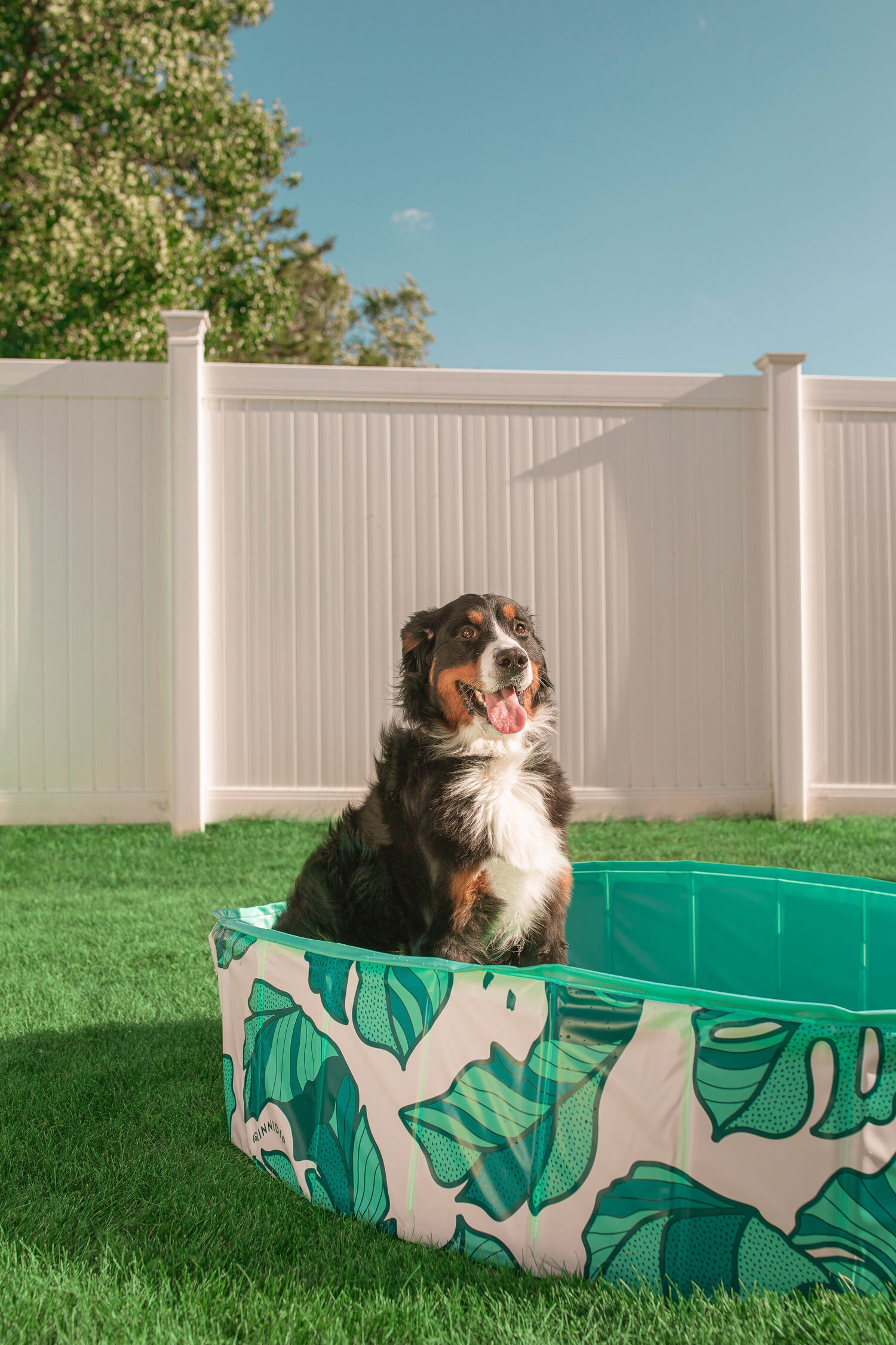 the THAT'S BANANA(LEAVE)S PUP DIP™ dog pool