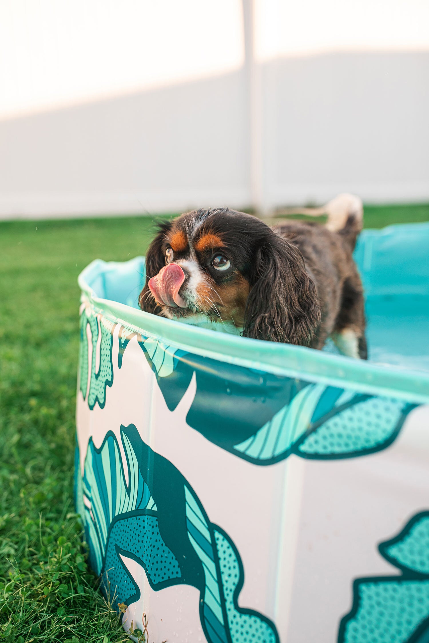 the THAT'S BANANA(LEAVE)S PUP DIP™ dog pool